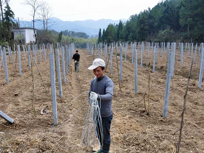 包塑丝应用(yòng)于猕猴桃搭架施工