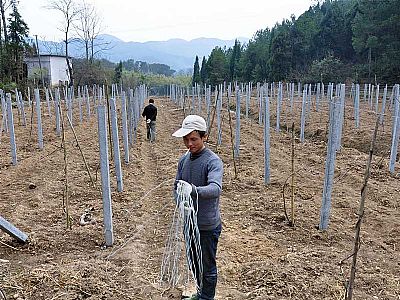 晋城包塑丝应用(yòng)于猕猴桃搭架施工